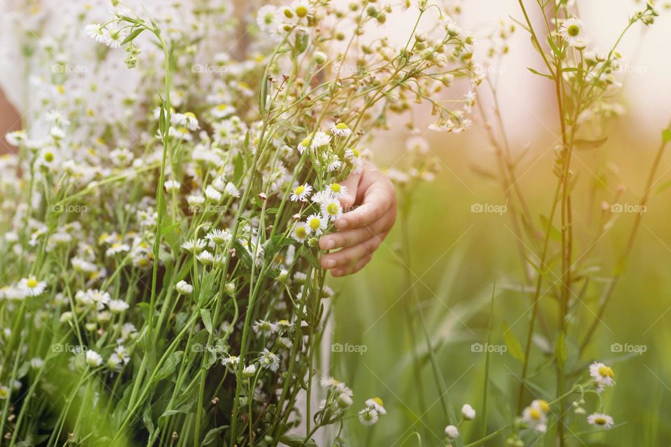 Hand holding bouquet of camomile flowers 