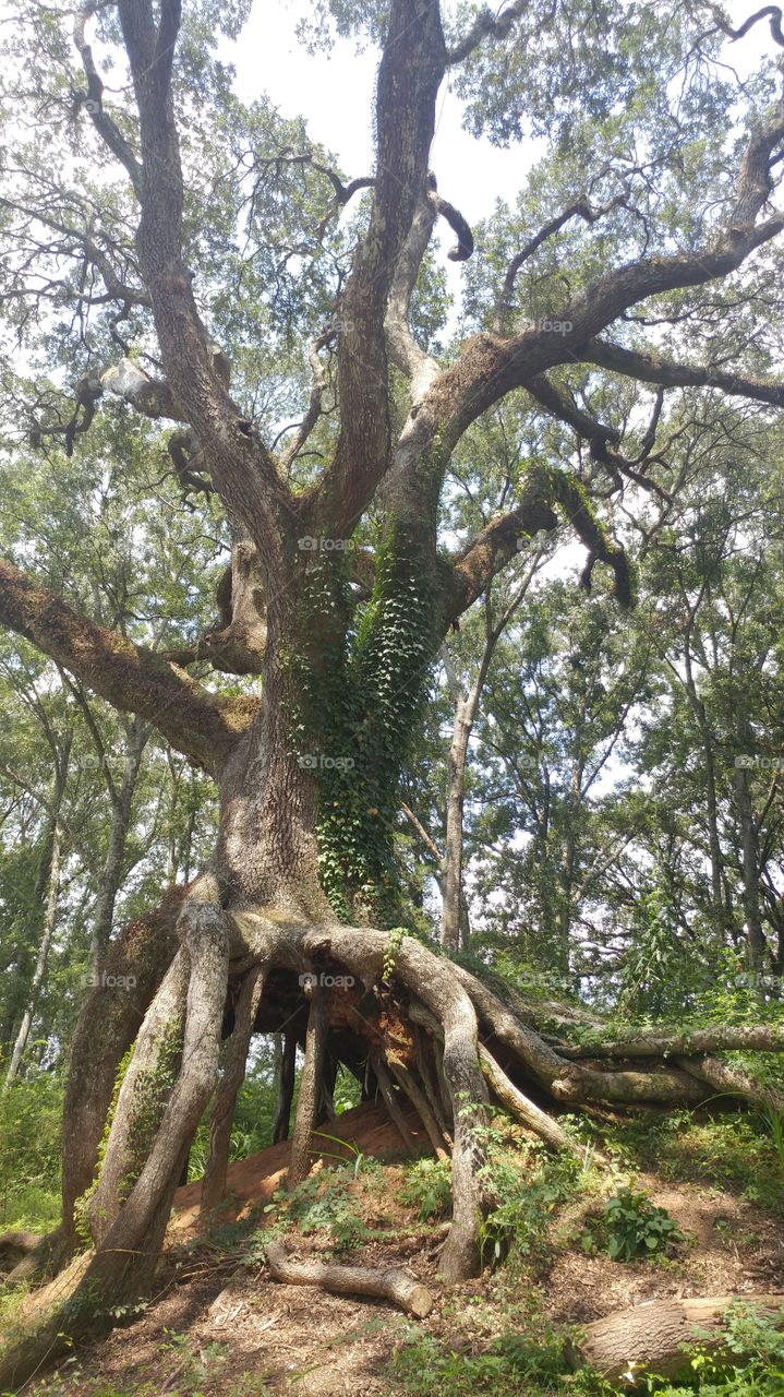 oak tree with roots