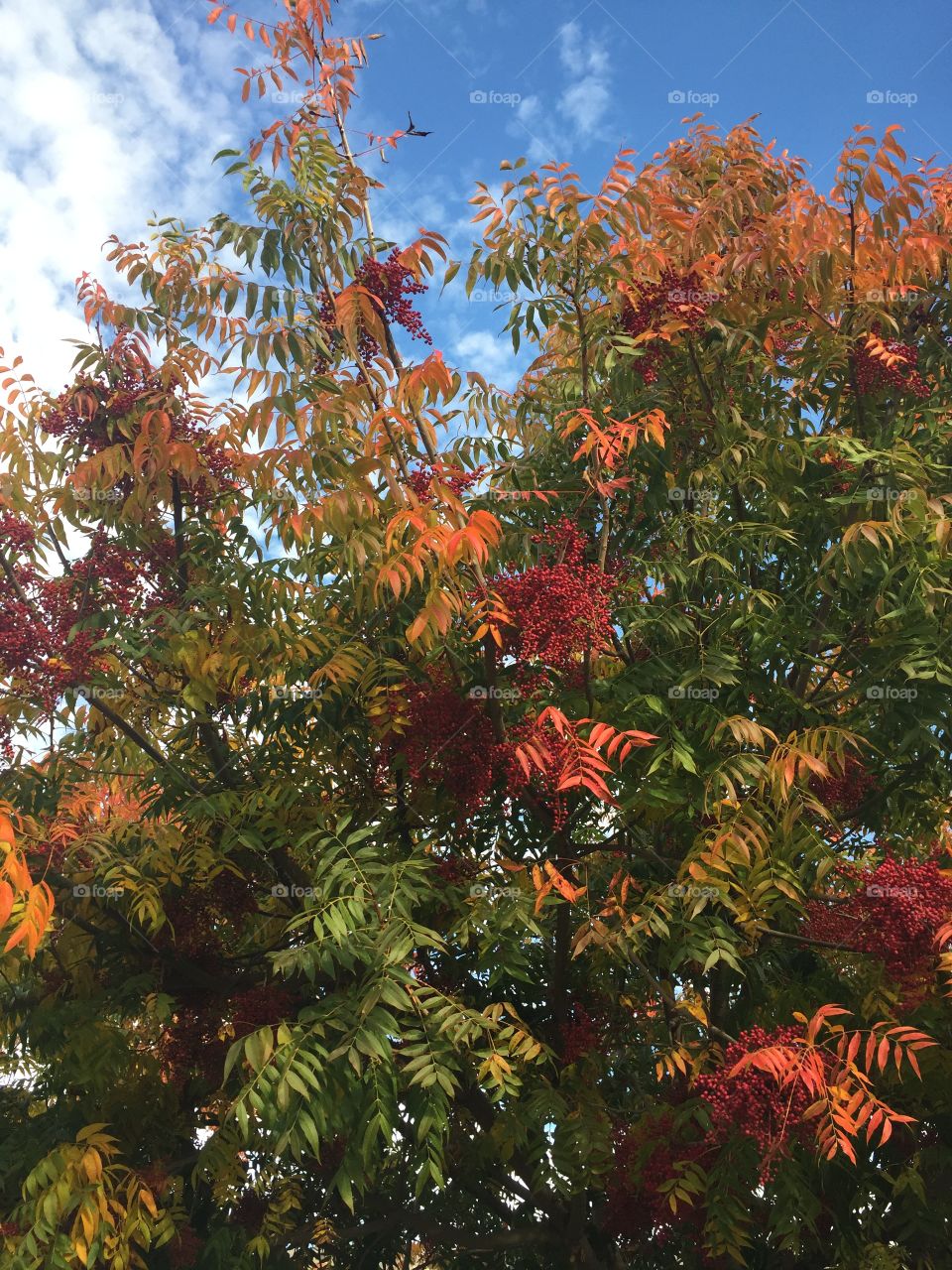 Lovely changing autumn leaves