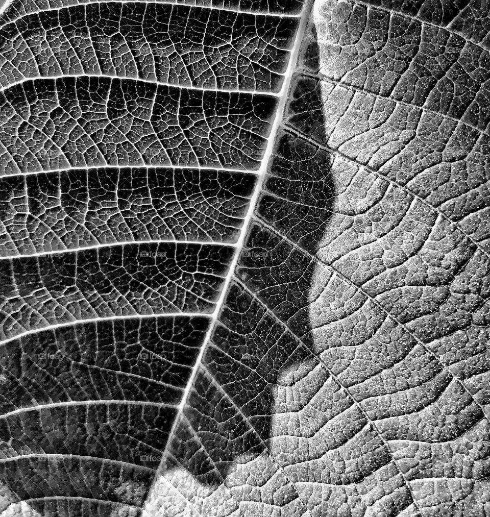 Leaf pattern