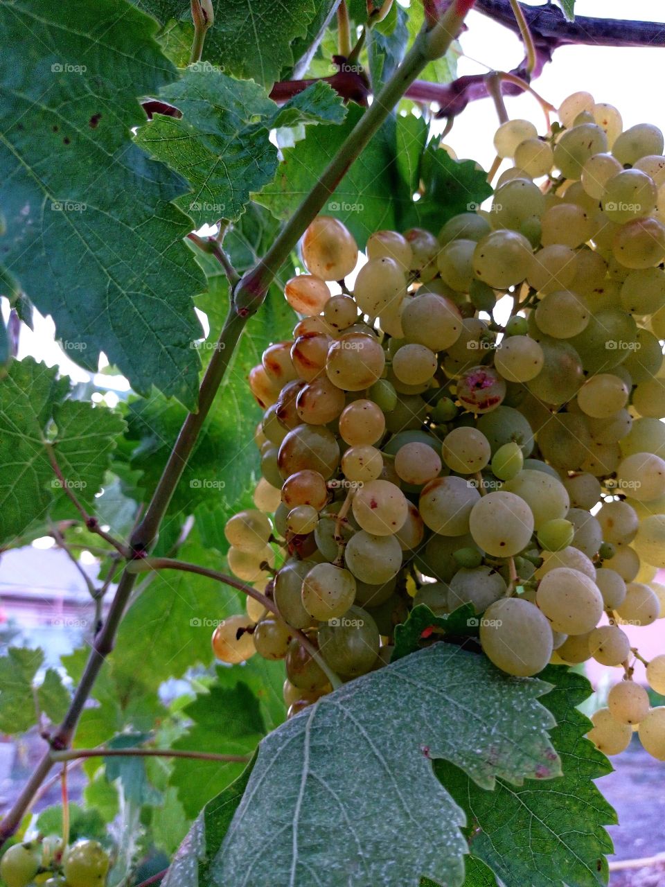 A bunch of grapes. Garden.