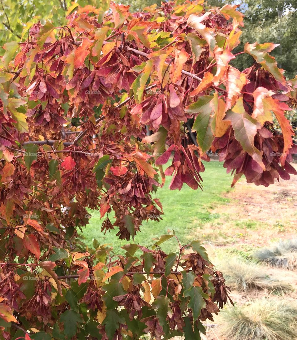 Green grass seen behind tree leaves that are turning red for the fall. 