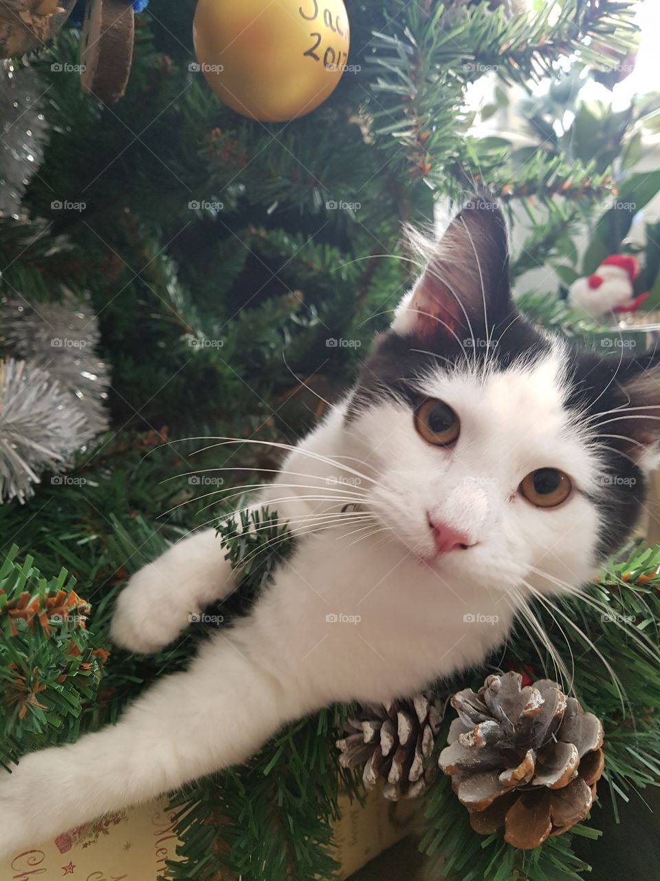 Christmas tree, black and white kitten