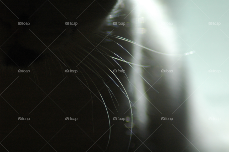macro cat animal whiskers by boozina