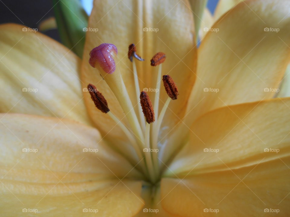 house plants lily flower on a window home