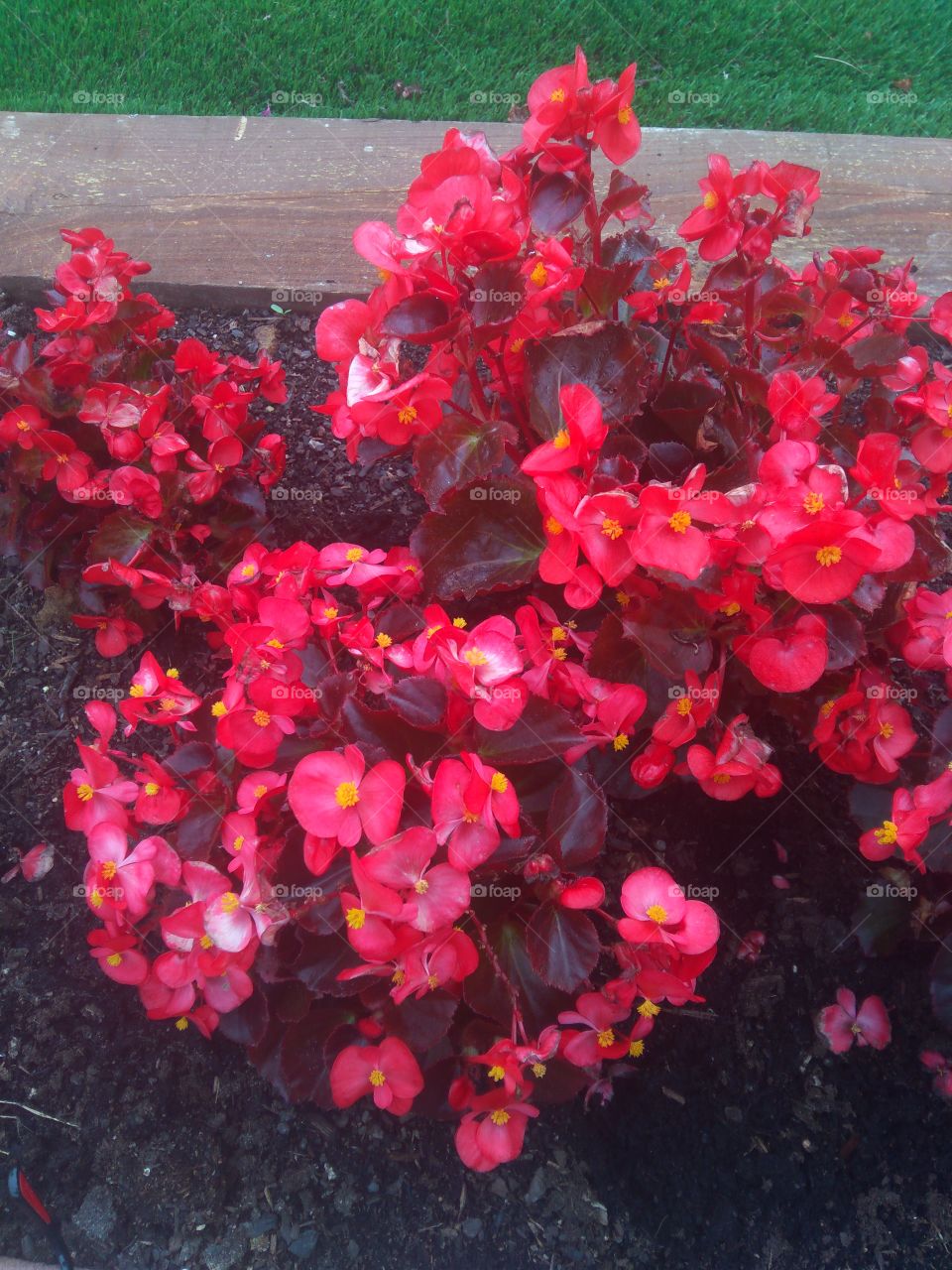 hermosas se llaman en mi tierra