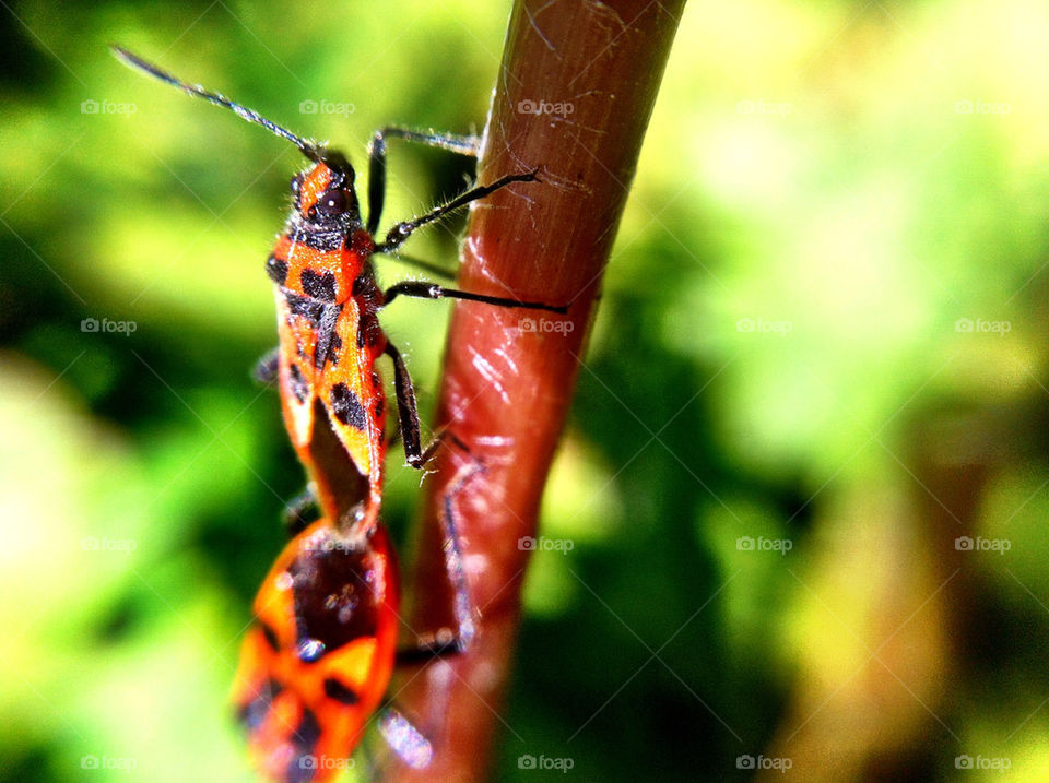 orange röd insects ants by ka71
