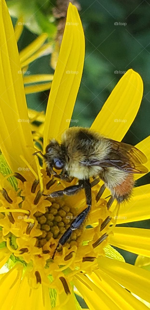Northern America bee collecting Pollen anywhere in North America where flowers bloom. Most people don't realize that there were no honey bees in America until the white settlers brought hives from Europe.