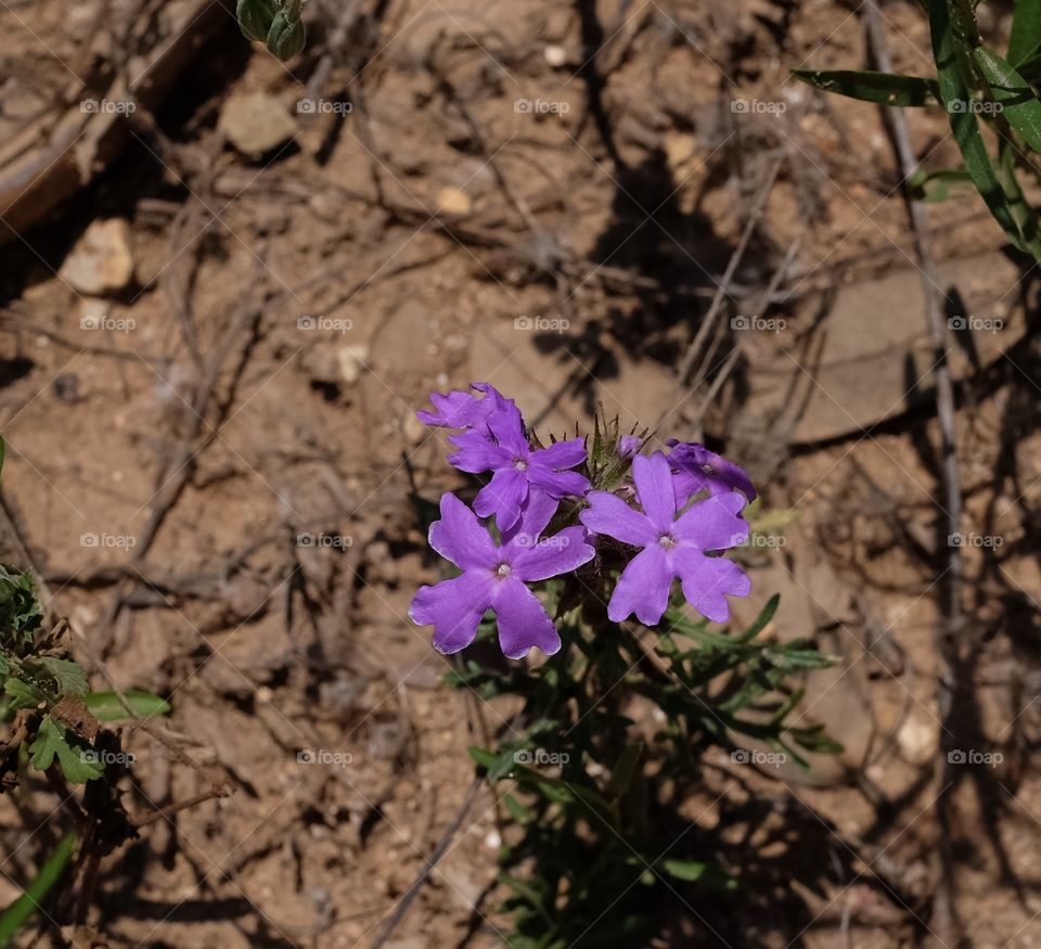 Little purple wildflower