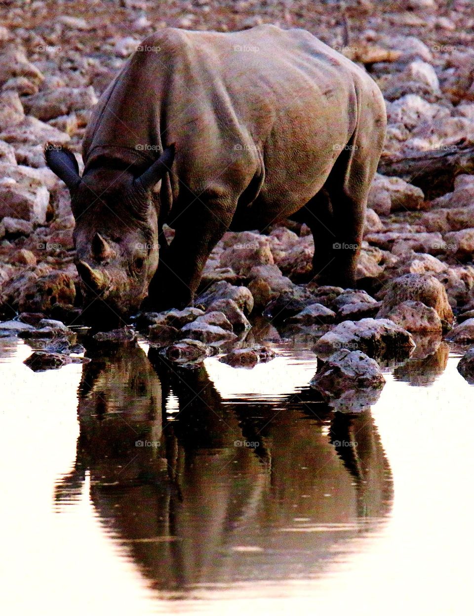 rhino reflection