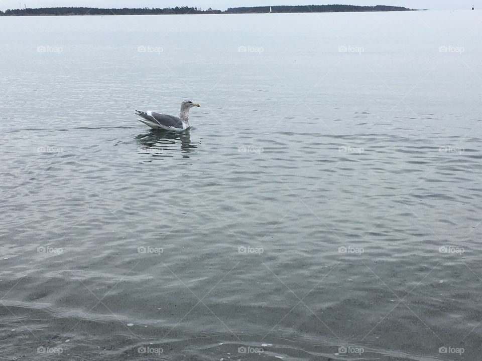 Seagull swimming 