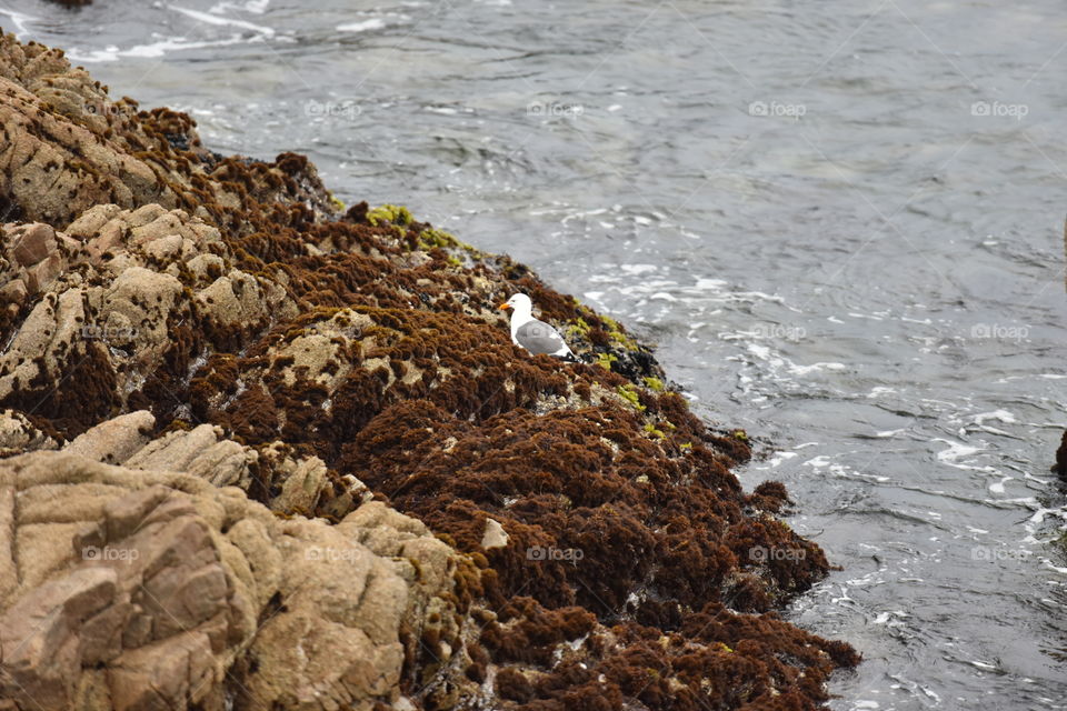 Nature on the beach