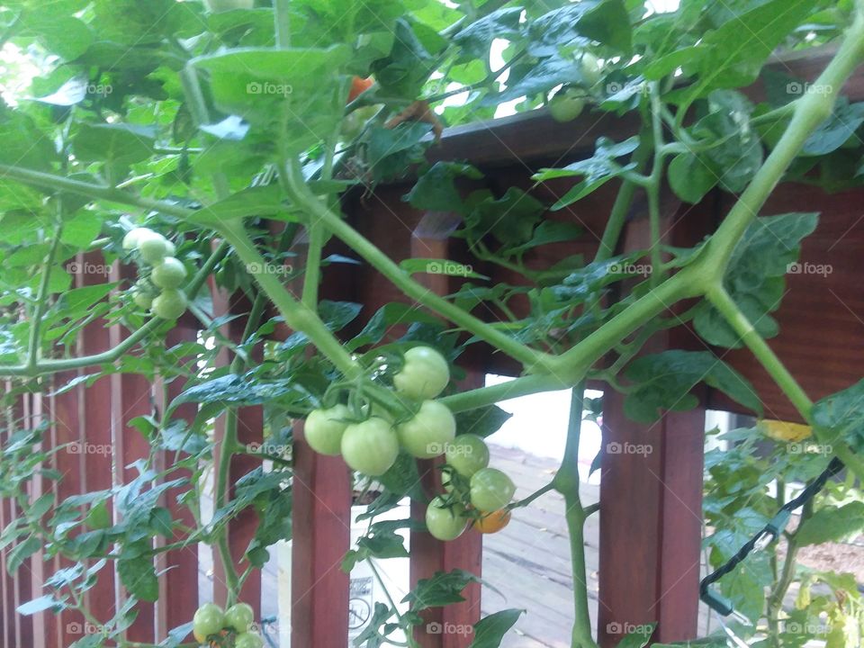 green tomatoes