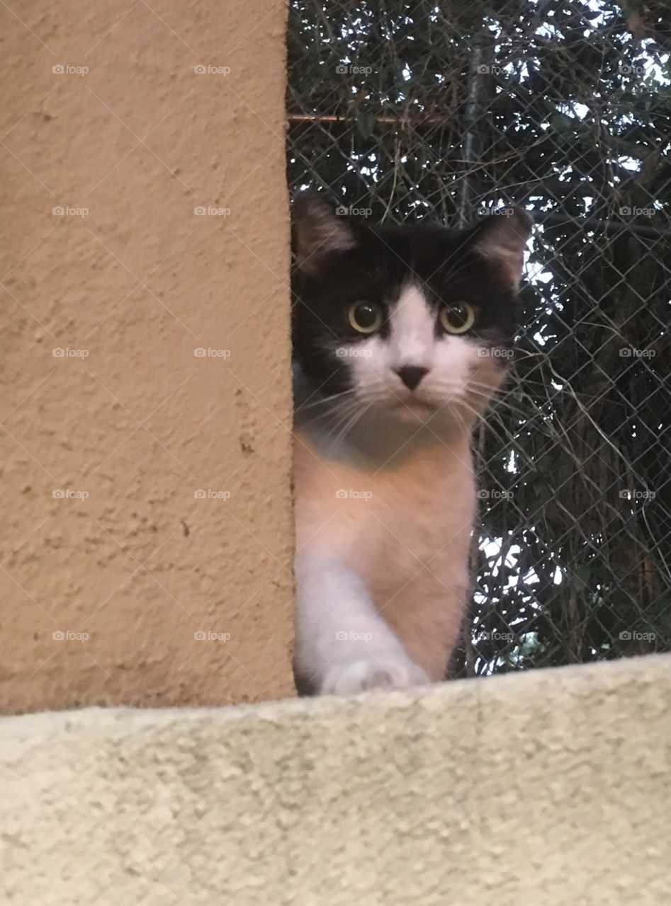 Cat on the ledge