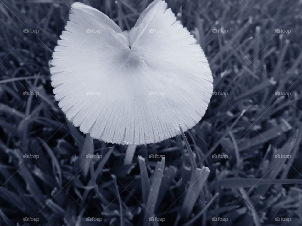 Black and white mushroom. I took this photo while at work