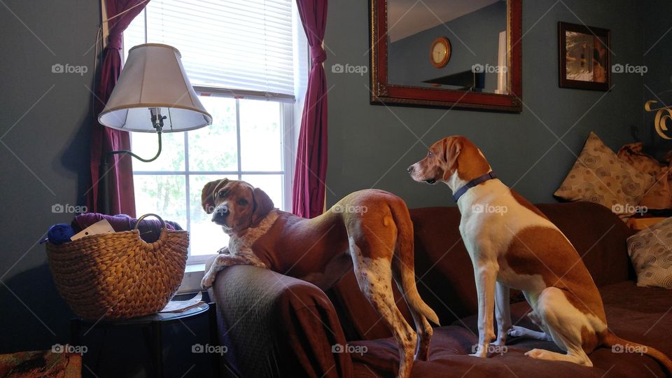 Dog, Canine, Furniture, Mammal, Pet