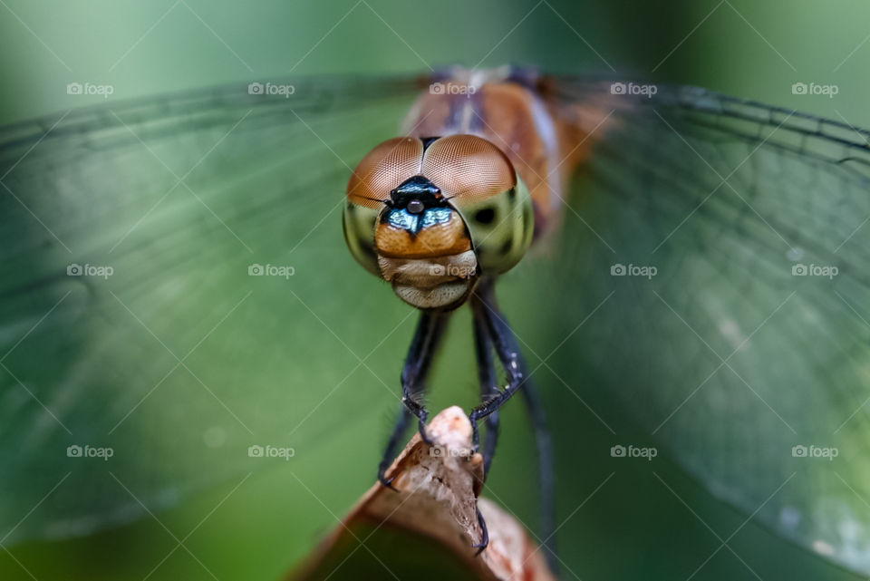 Dragonfly with beautiful eyes.