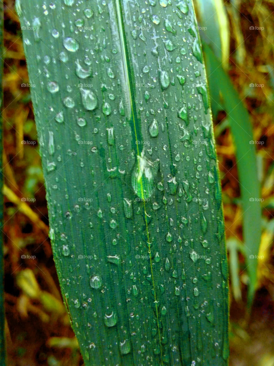 dew