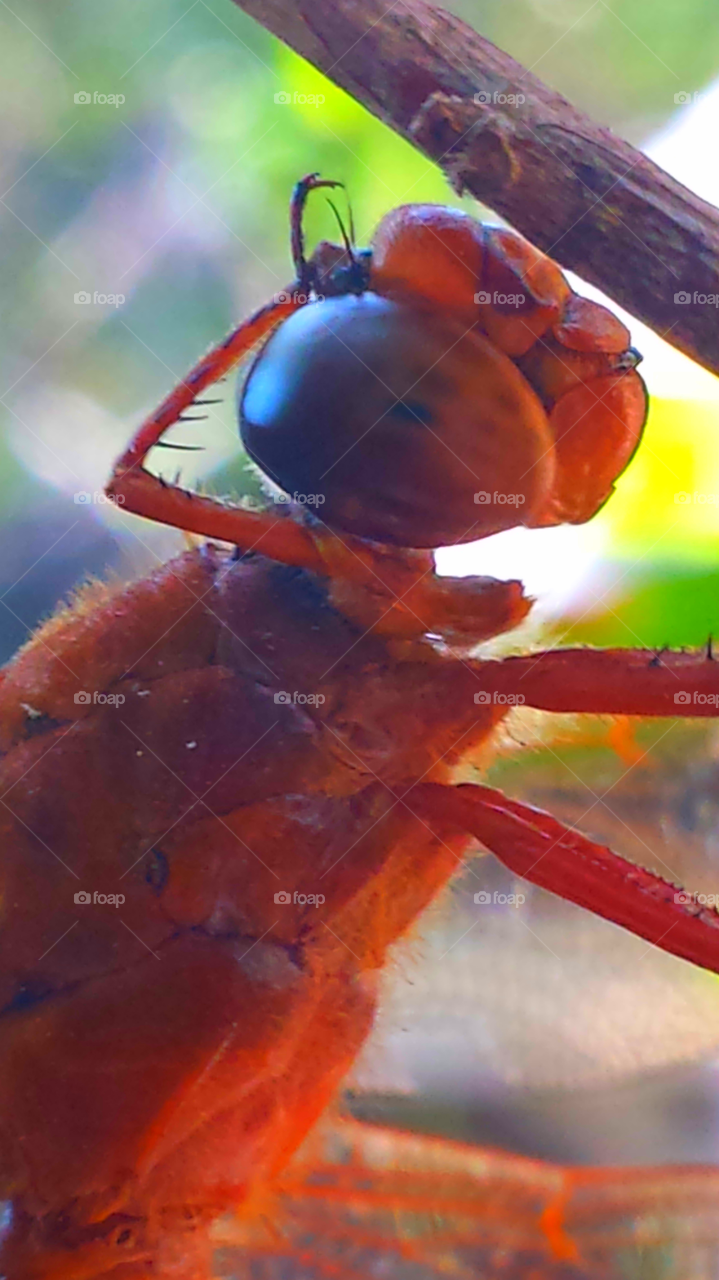 "Orange Dragonfly Macro"