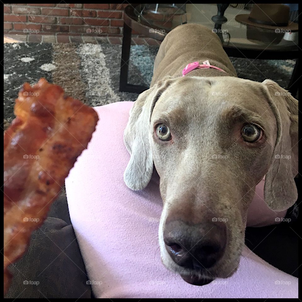 Weimaraner Dog wants bacon