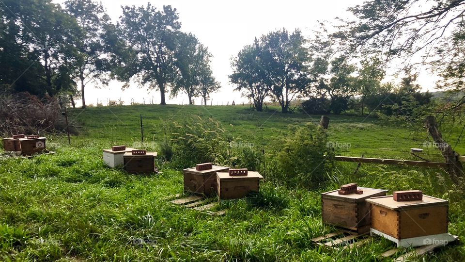 Apiary, beekeeping, beehives, Wood, wooden, grass, trees, fence, 