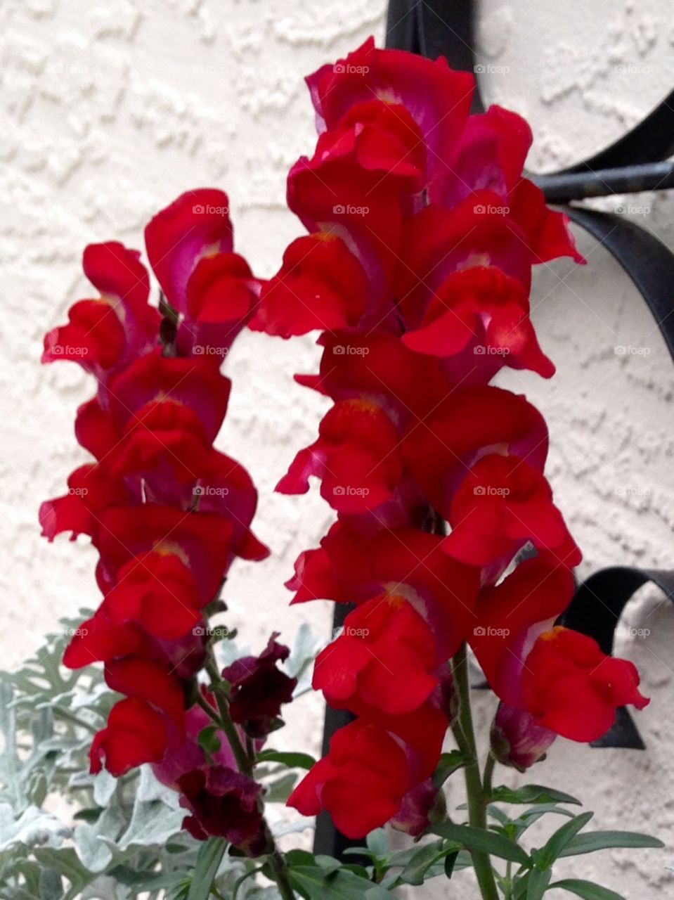 Red snap dragons in bloom 