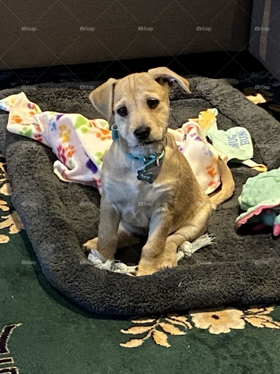Puppy with toys on her bed