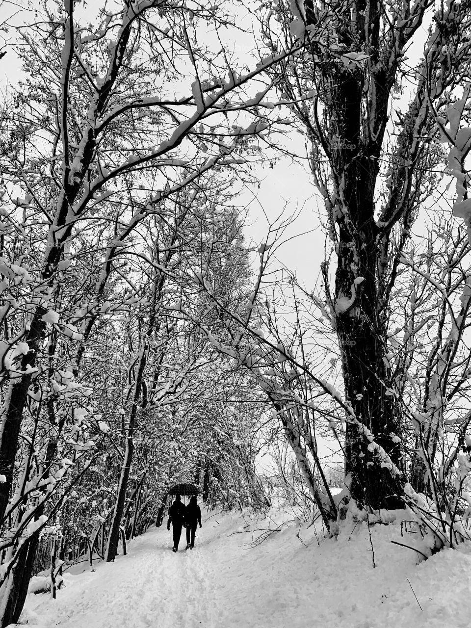 intense snowfall in the Lombard countryside