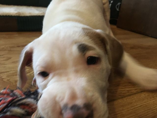 Cool dog