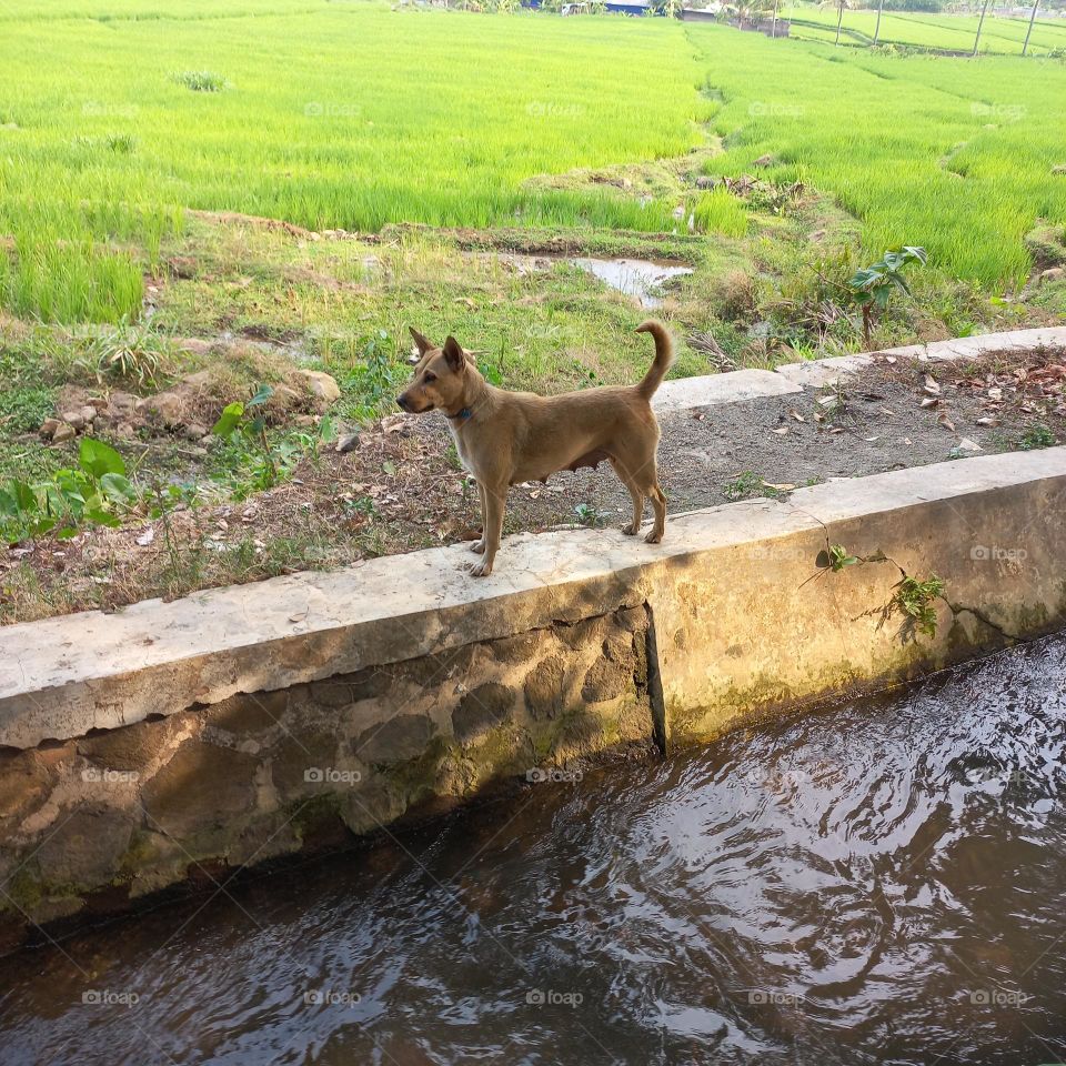 Hunting dogs pass through a small river at the edge of a rice field