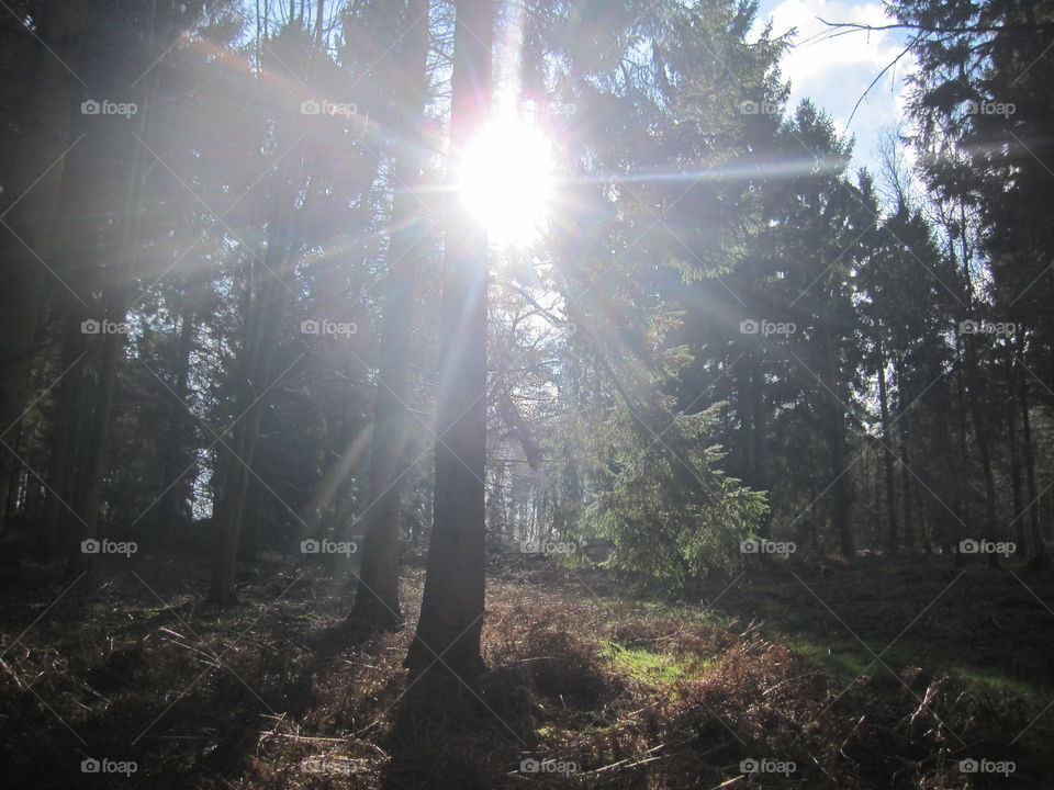 Woodland Sunrays