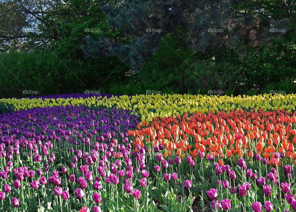 Flower field multicolor, tulips