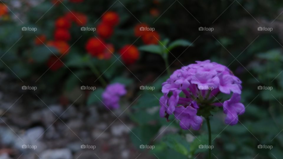 Lantana Beauty