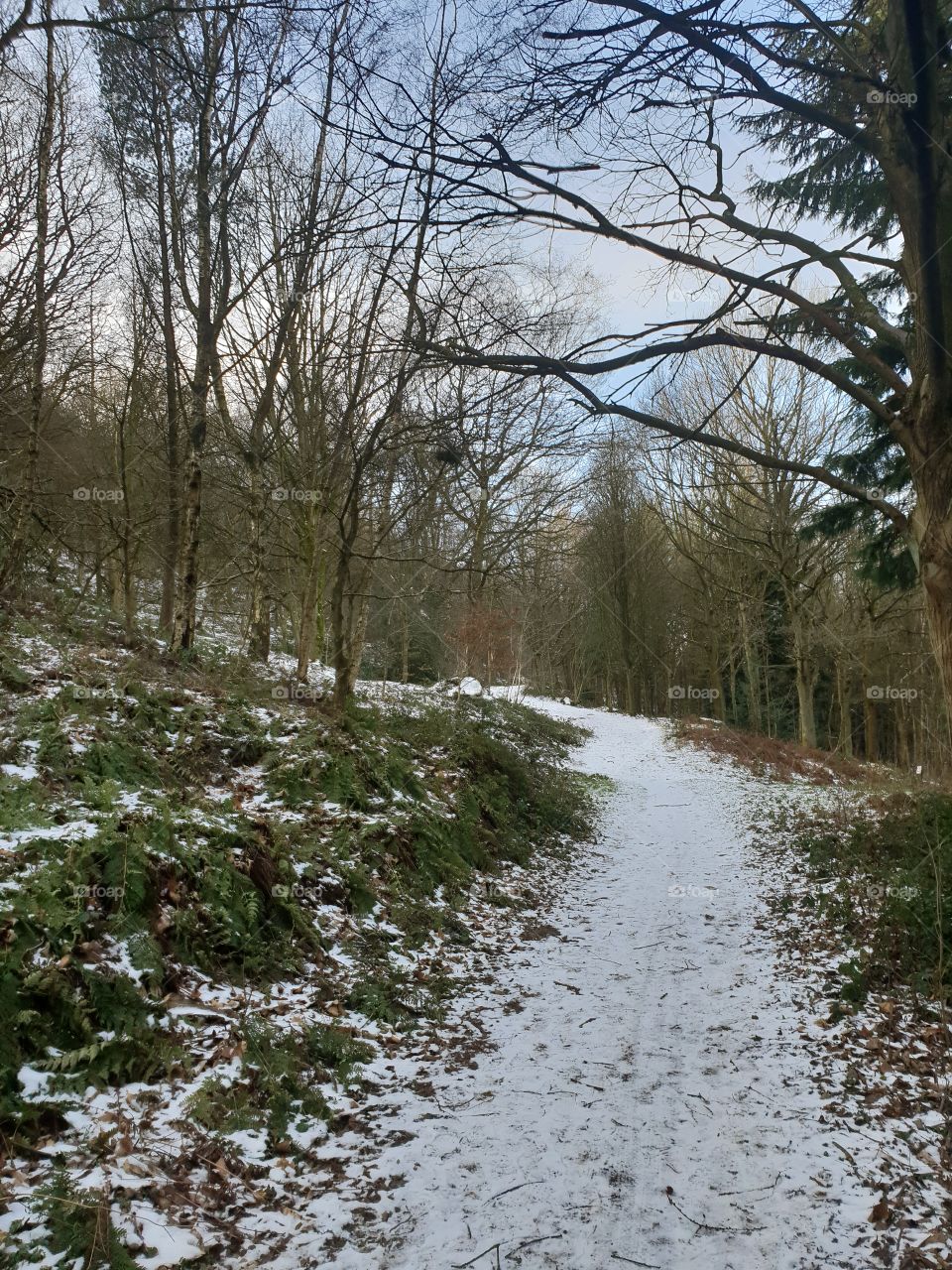 snowy pathway with a clear sky