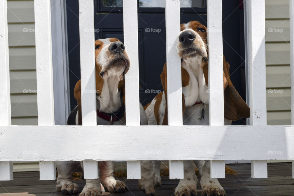 Basset Hounds behind a fence