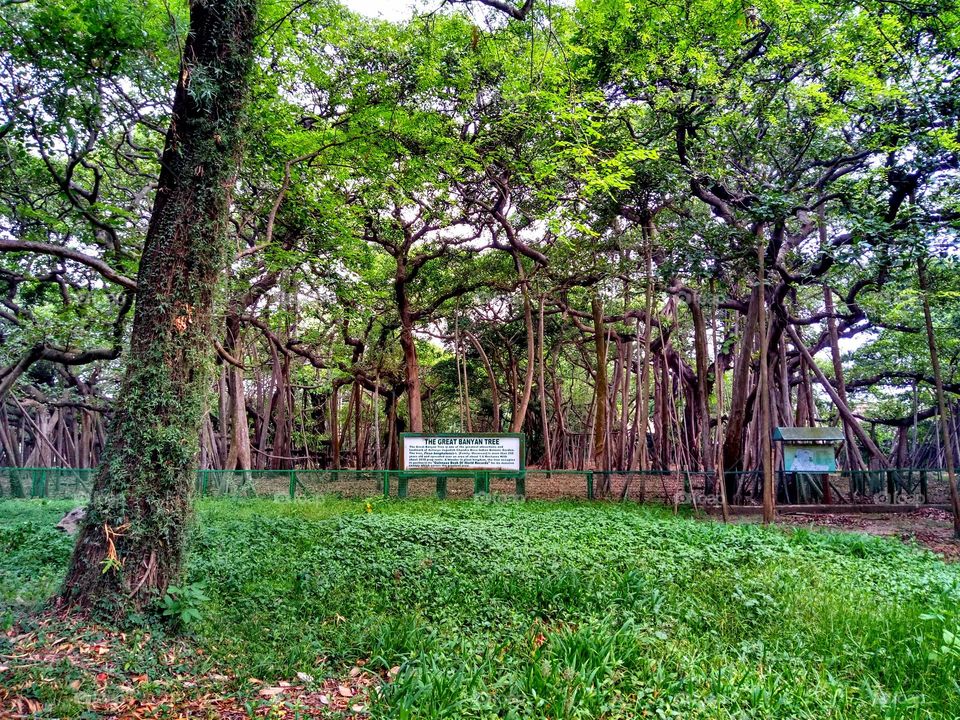 botanical garden .. great banyan tree