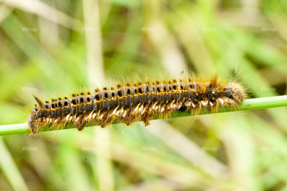 hairy caterpillar euthrix potatoria in front