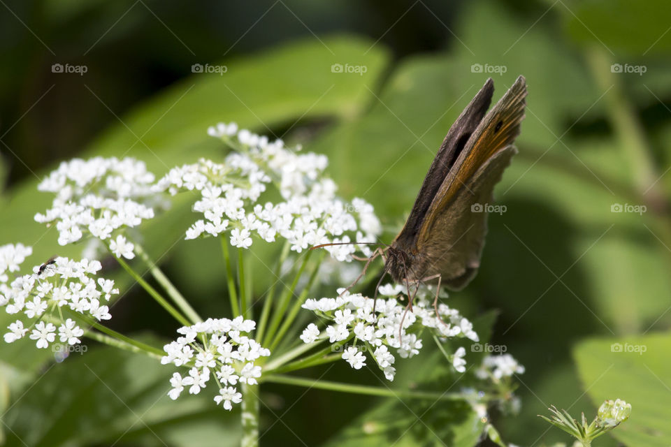 Butterfly with folded wings on white flower 