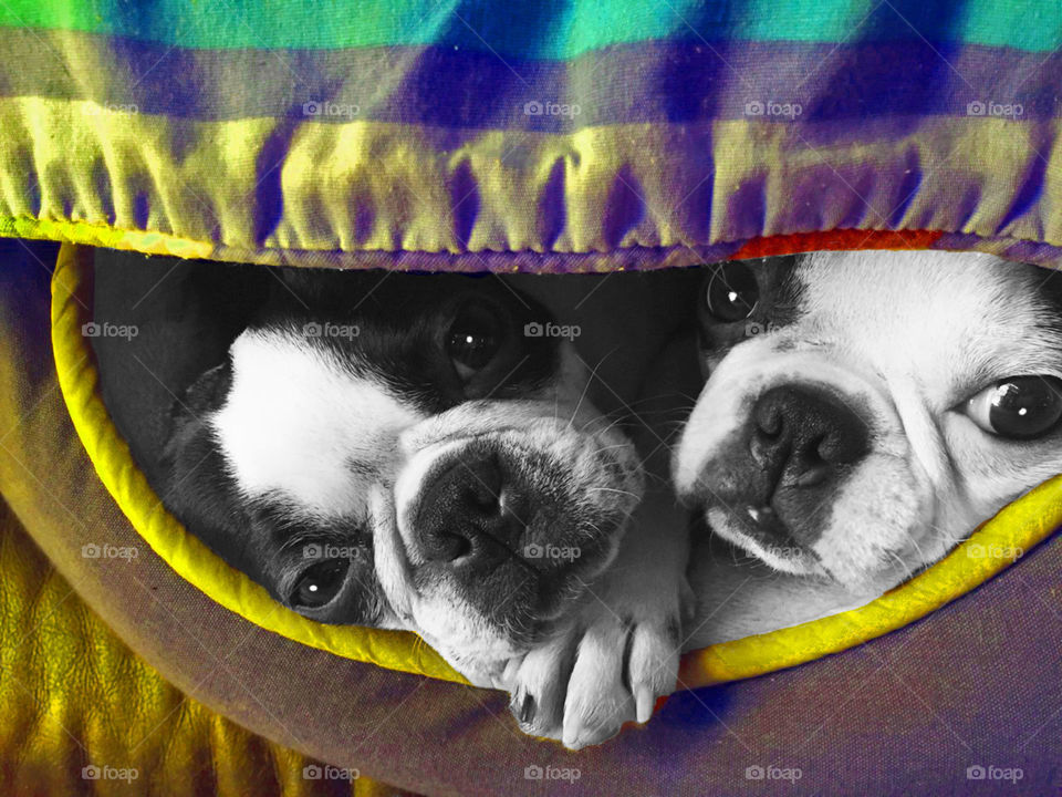 Put a little blanket over the edge of the my Boston Terrier’s bed so they could see out when something interesting walked by. They love sleeping on a cold day but i guess i should be thankful they thought me interesting enough to poke out - too cute!
