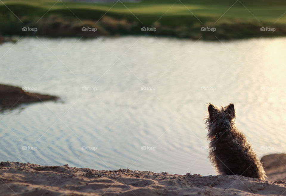 Yorkie Dog at Lake