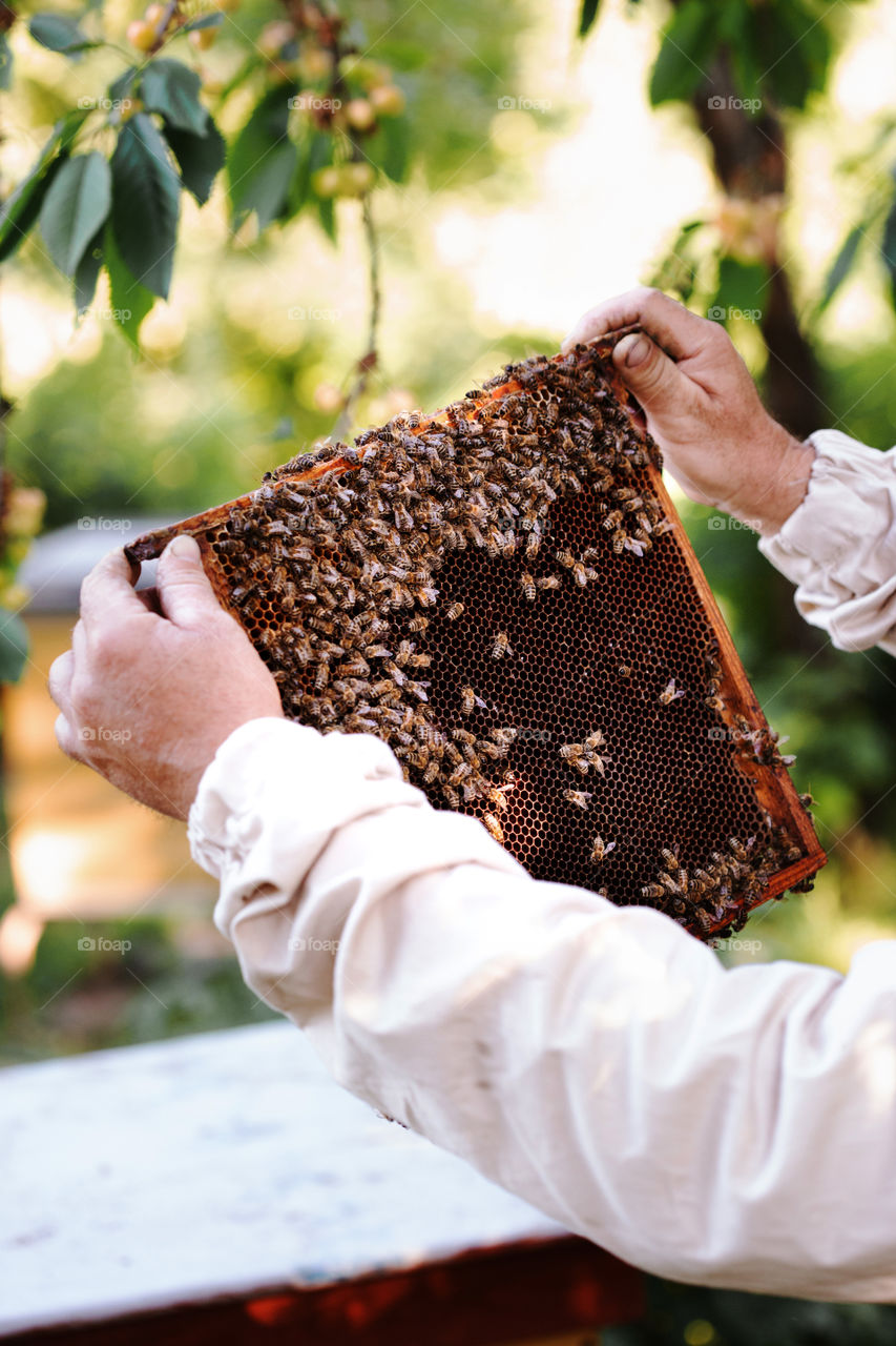 Beekeeper working in apiary, drawing out the honeycomb with bees and honey on it from a hive