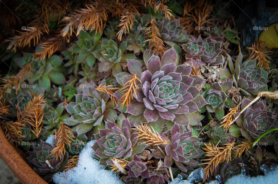 Close up on plants 