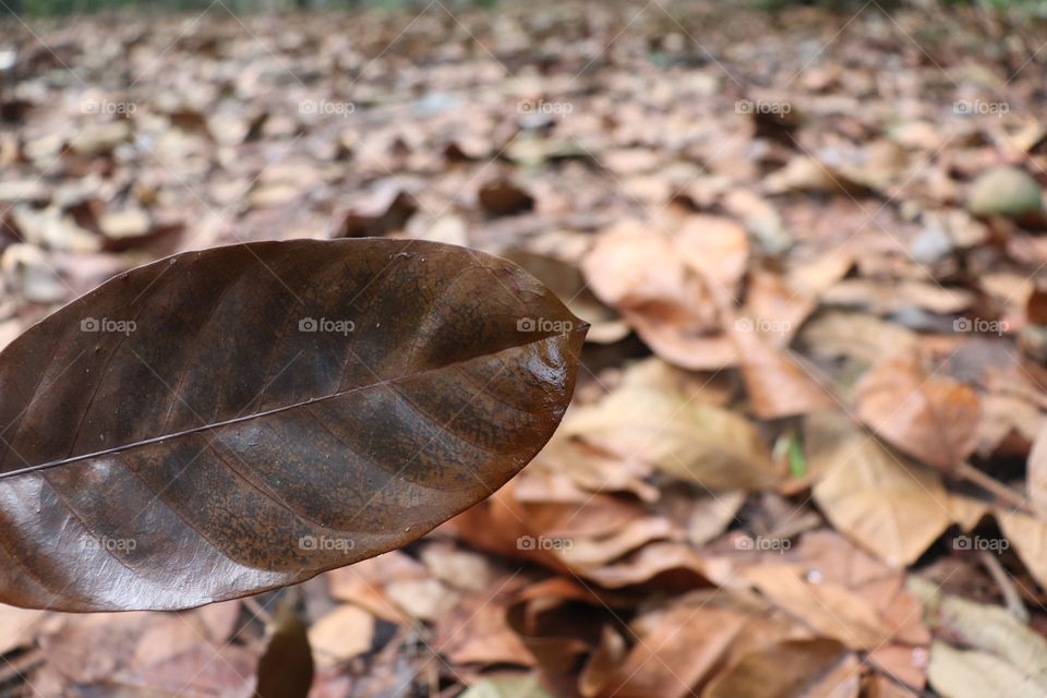 falling leaves