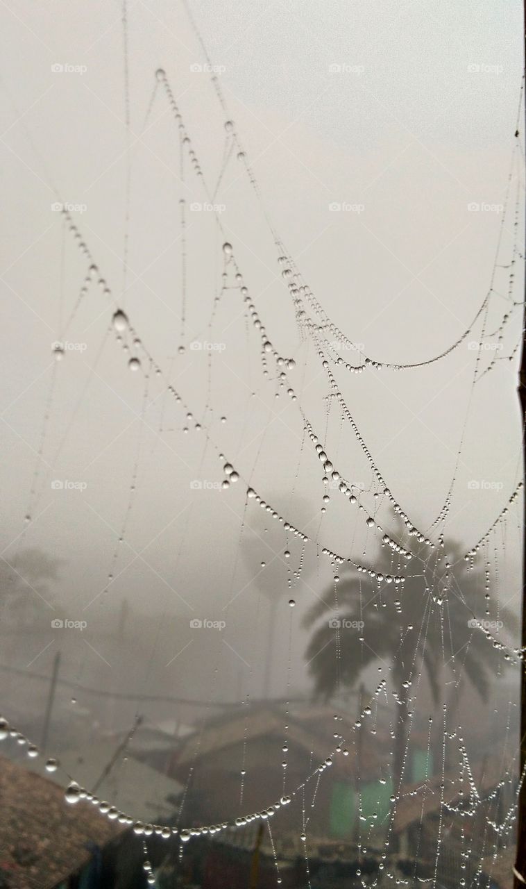 dew in winter season morning