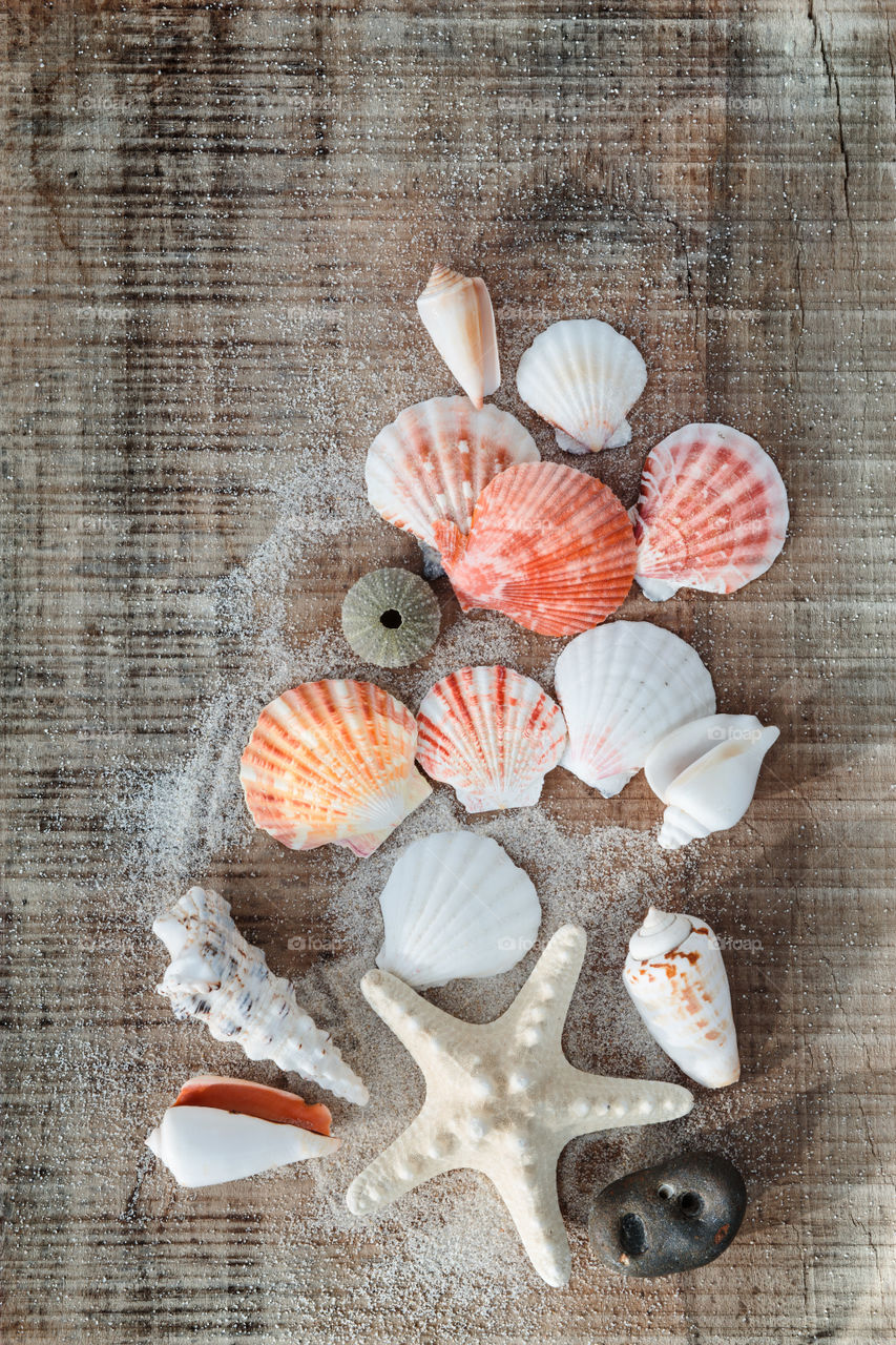High angle view of seashells and sand