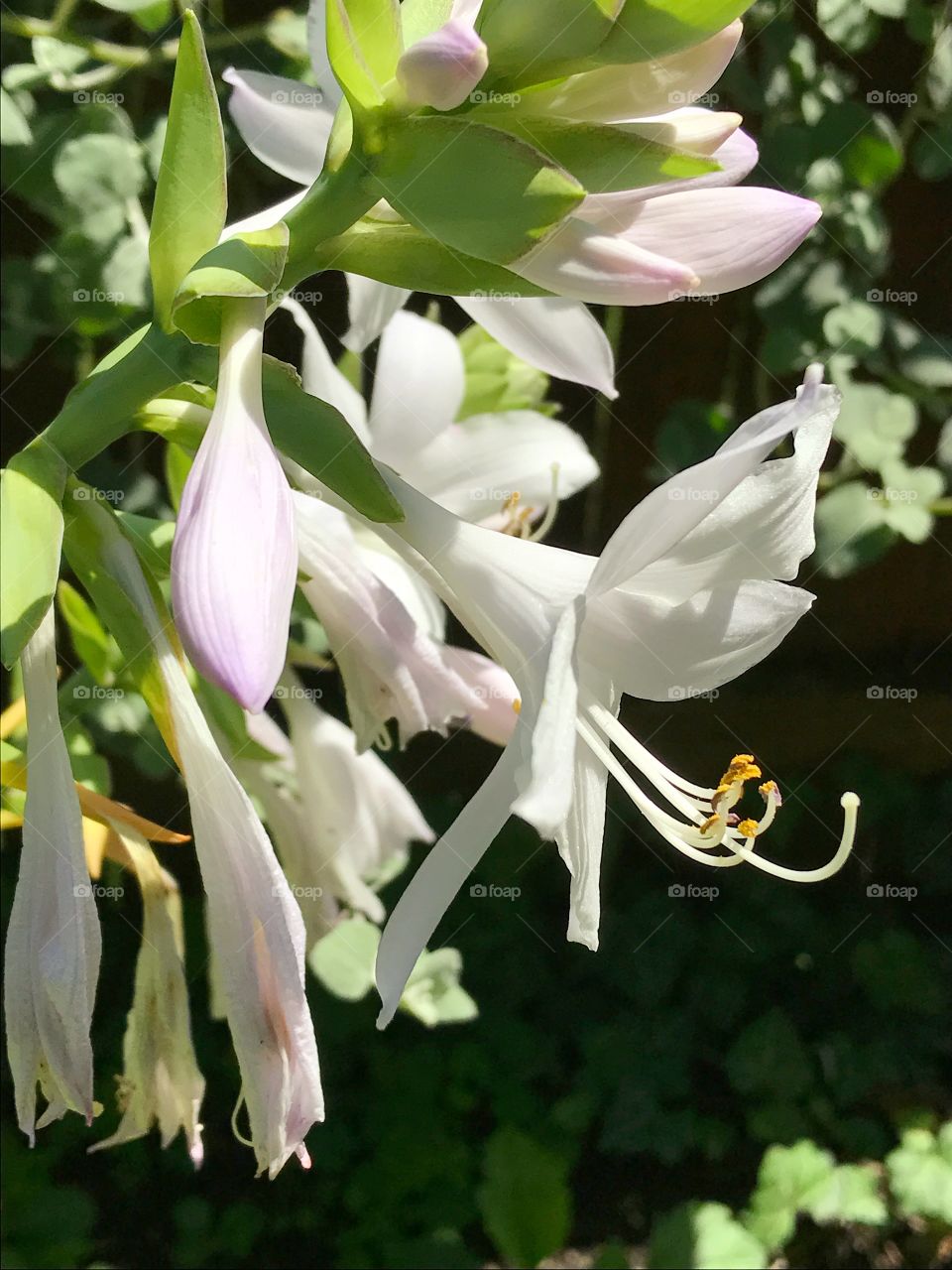 Garden flowers