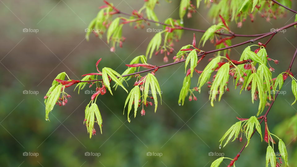 Springtime in Belgium.