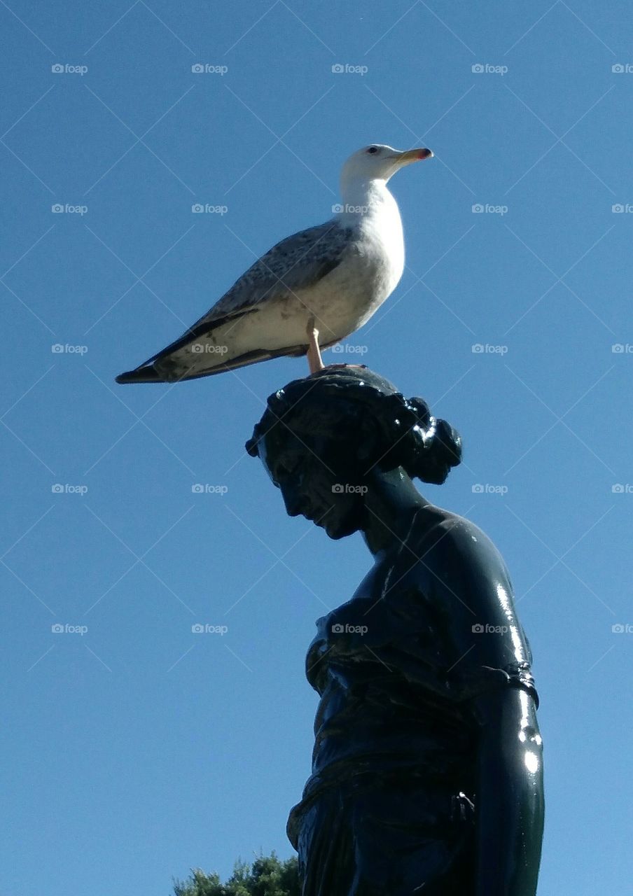 seagull and statue