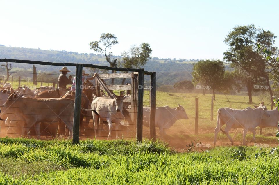 cowboy touching cattle