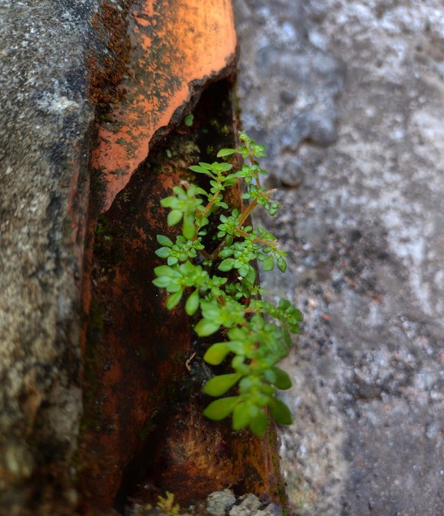 The nature is everywhere